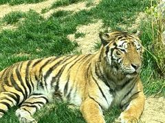 -北京野生动物园