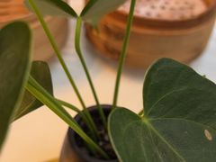 -眉州东坡(亚运村店)