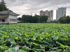 -荔湾湖公园