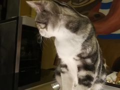 猫宝-咖法森林·咖啡  酒吧(天河店)