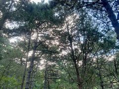 -北京西山国家森林公园