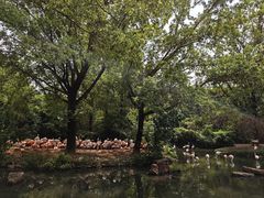 -上海野生动物园老虎餐厅