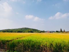 -上海佘山国家森林公园天马山园