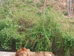 -石家庄市动物园