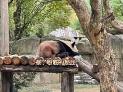 -上海野生动物园