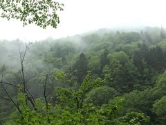 -望天鹅景区