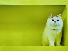 -房东的猫宠物生活馆