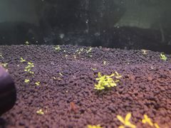-上海大自然野生昆虫馆(东方明珠·爬宠昆虫探索中心)