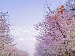 -高东镇樱花园