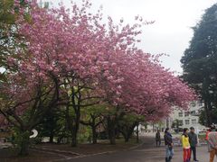 -北海道厅旧本厅舍(旧本庁舎)