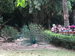 -广州长隆飞鸟乐园