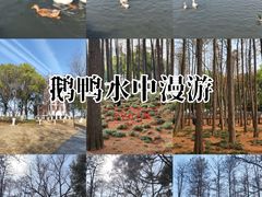 -月湖风景区