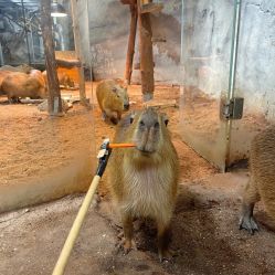 -Zoolung Zoolung动物主题公园(海信广场店)