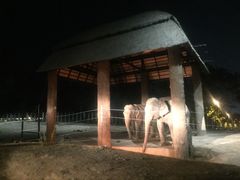 -清迈夜间动物园