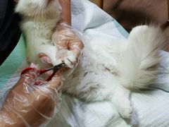 -东方名猫馆·英短金渐层布偶猫舍(环线广场1号楼店)