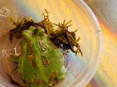 -酷以爬仙阁实体爬宠店·守宫·蜥蜴·专业繁育