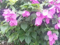 -三亚亚龙湾红树林度假酒店