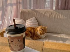 -有猫儿腻咖啡厅.猫咖
