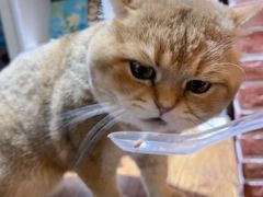 -猫小院猫主题餐厅(南锣旗舰店)