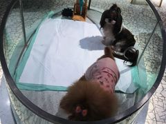 -momokira米努特·德文卷毛猫·棉花面纱犬