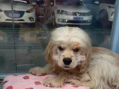 -FAELING PETS美天灵宠物(合生汇店)