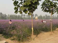 -北京东方普罗旺斯薰衣草庄园