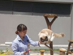 -70cat德文卷毛猫·缅因猫纯种猫舍