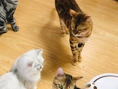 -猫和宫(六道口店)