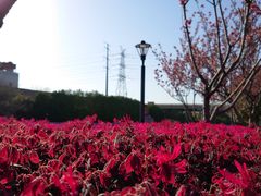 -高东镇樱花园