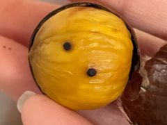 -杨记板栗(天虹总店)