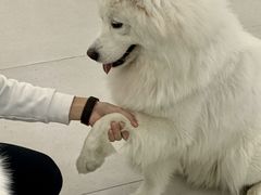 -安格丽娜·狗咖·猫咖羊驼咖(春熙路百盛商场店)
