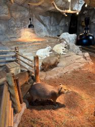 -Zoolung Zoolung动物主题公园(海信广场店)