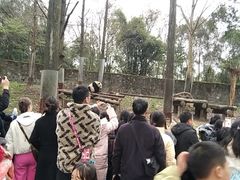 -都江堰中华大熊猫苑
