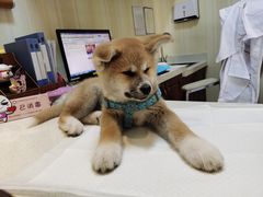 -宠爱国际动物医院· 猫科· 外科·中兽医(长白店)