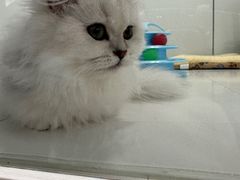 -1013 PET SHOP精品宠物商店(丁香店)