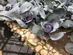 多利农庄有机体验馆-上海多利农业发展有限公司