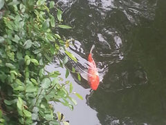 android_upload_pic-杭州西湖柳莺里酒店