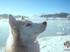 -超宠爱宠物摄影-Super pet