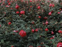 -人民公园(罗湖区)