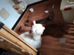 -猫色咖啡·猫咖
