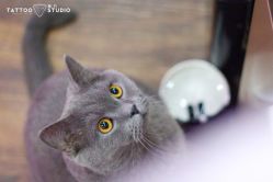 -飛凡TATTOO纹身•原创