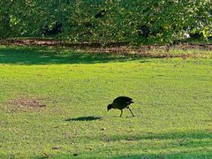 -墨尔本皇家植物园