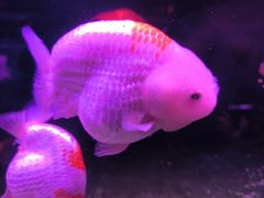-花鸟鱼虫鲜花绿植市场(玉泉路店)