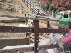 -神户市立六甲山牧场