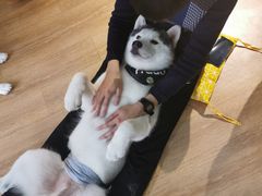 -Husky Go! 哈士奇体验馆·宠物咖啡厅狗咖