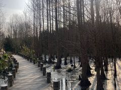 -桤木河湿地公园