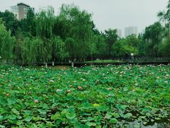 -沐仙湖湿地公园