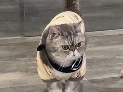 -楼上猫咖(罗湖店)