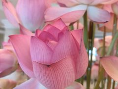 -福建鲤鱼洲酒店