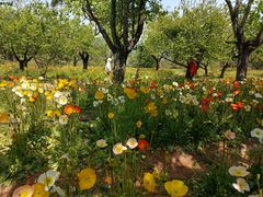 -名花谷生态庄园